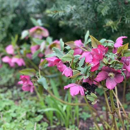 Historic Gamekeeper's House At Castle Nyaraló
