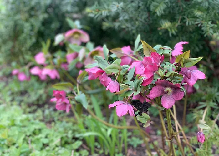 Historic Gamekeeper's House At Castle Dom wakacyjny